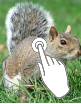 Double-click squirrel